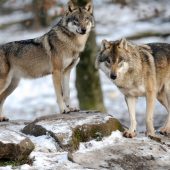 Wolf beißt Frau in Hamburg