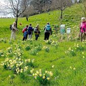 Wanderung am Narzissenweg