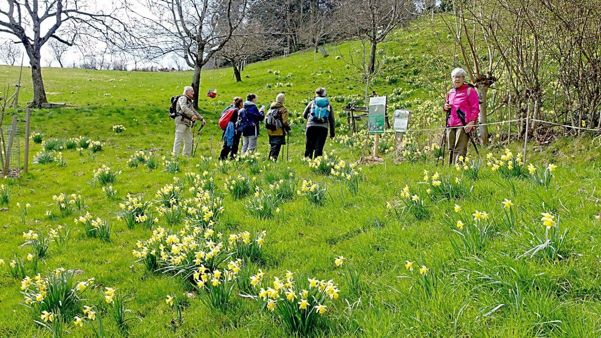 Blühende Narzissenfelder und herrliche Ausblicke machten die Frühlingswanderung zu einem besonderen Erlebnis. ⇒Naturfreunde Bludenz