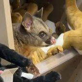 Possum versteckt sich in Souvenirshop