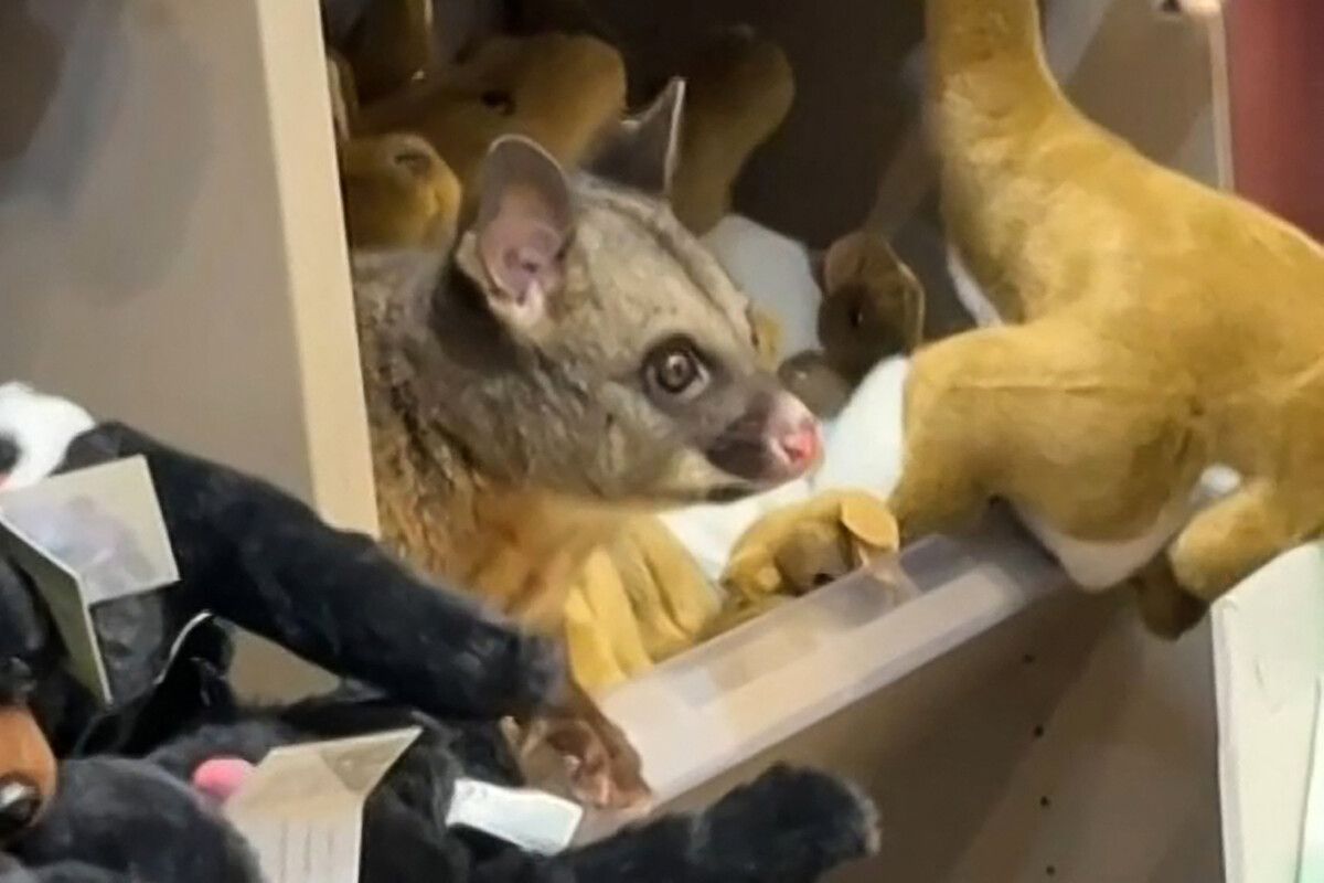 Das Possum hatte sich zwischen Plüschtieren versteckt.⇒AFP