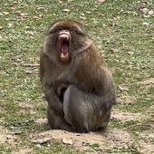 Affenberg feiert 50 Jahre und modernisiert den Park