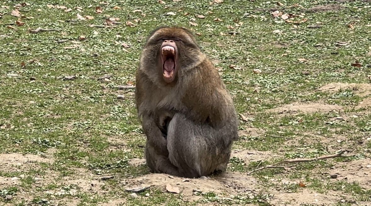 Der Affenberg Salem feiert ein halbes Jahrhundert mit neuen Highlights.