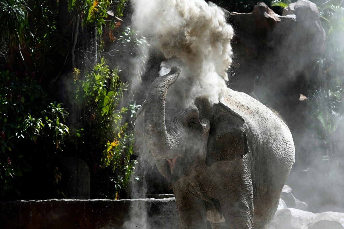 Der Elefant wurde schon öfter außerhalb des Nationalparks gesichtet.⇒symbolbild afp