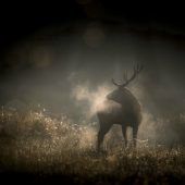 Ein Naturfilm, der viele berührt