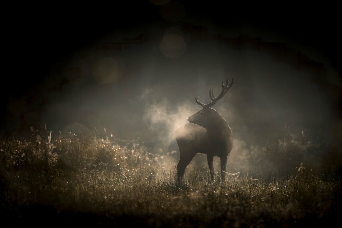 Der Film lässt der Sprache der Natur den Vortritt. ⇒filmcoopi