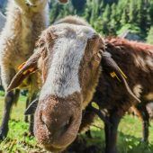 Die Stimme der Bauern und Forstwirte