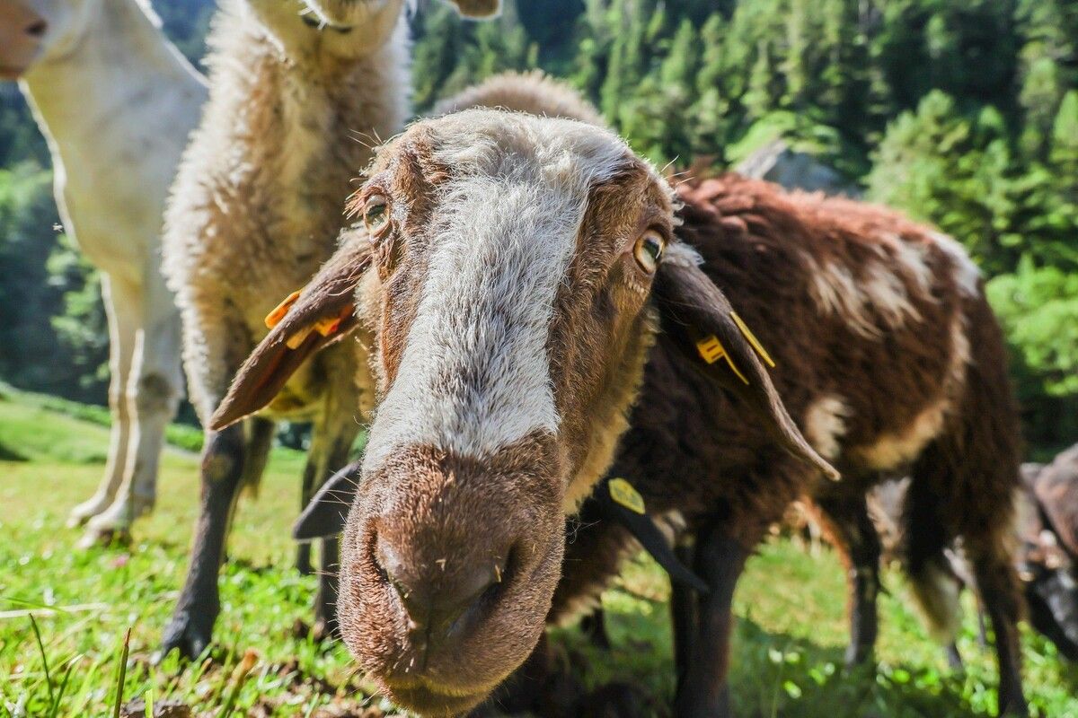 Die Aufgaben der Landwirtschaftskammer Vorarlberg sind vielfältig, darunter fällt auch die Vertretung der Interessen der Forst- und Landwirte gegenüber der Politik.