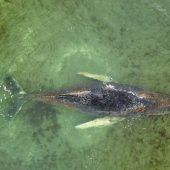 In Ostsee gestrandeter Buckelwal noch immer in Wismarbucht