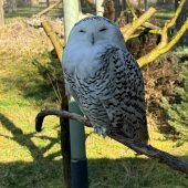 UNO beschließt Schutz für 40 weitere wandernde Tierarten