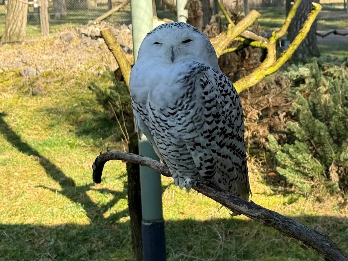 Die Schneeeule genießt ab jetzt einen besonderen Schutzstatus.⇒AFP