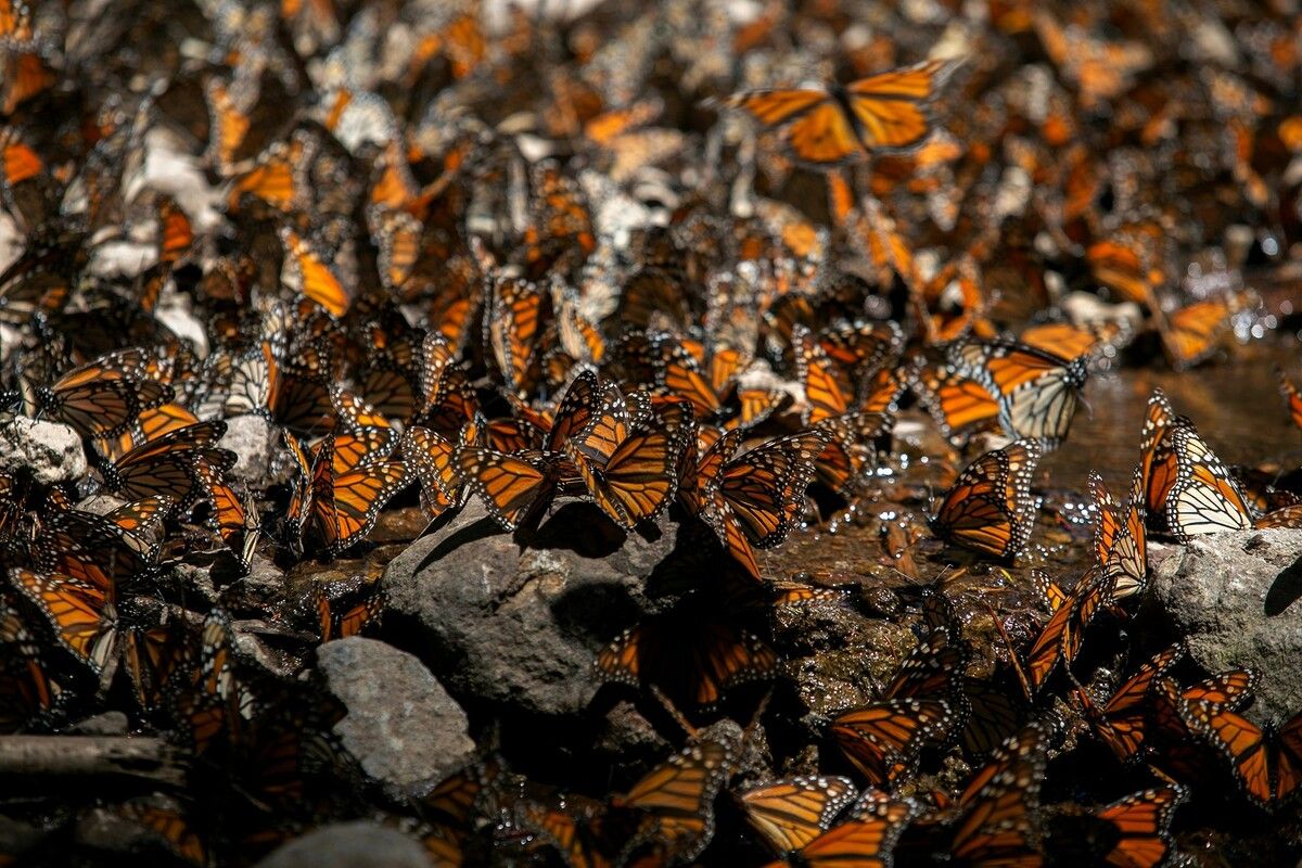 Diese Aufnahme zeigt Monarchfalter im Wald des Naturschutzgebiets El Rosario in Ocampo, Mexiko.