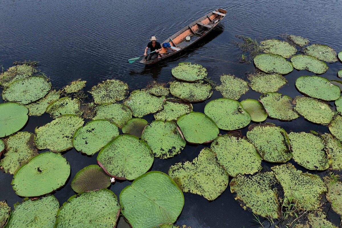 Ein Mann fährt im Kanu an riesigen Victoria-amazonica-Pflanzen vorbei, während Flussbewohner im Amazonasgebiet die Naturfaser Malva traditionell verarbeiten.