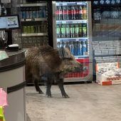 Wildschwein auf ­Shoppingtour