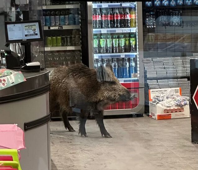 Ein Wildschwein trieb sich in einem Berliner Einkaufszentrum herum.⇒Polizei Berlin