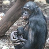 Kleiner ­Bonobo