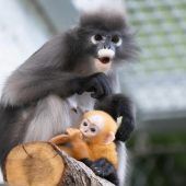 Leuchtend oranges Fell