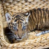 Prächtig ­gewachsen