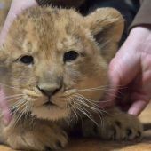 Besuch beim Tierarzt