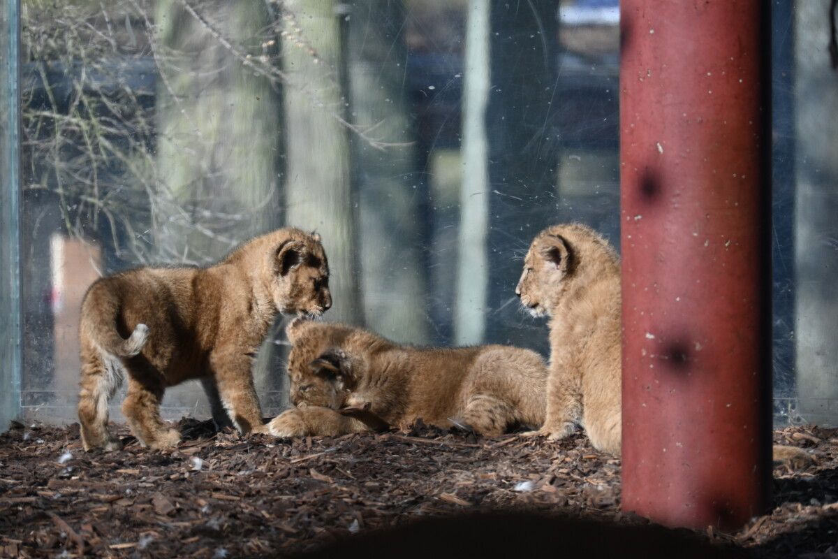 Süße Löwen-Trio