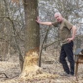 Sorgen wegen Biber im Schweizer Ried