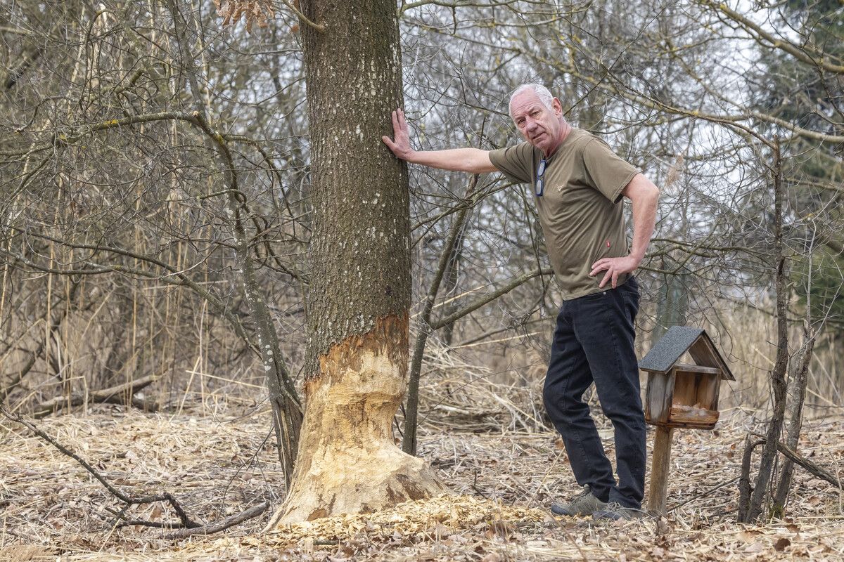 Sorgen wegen Biber im Schweizer Ried