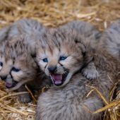 Vier kleine Geparden