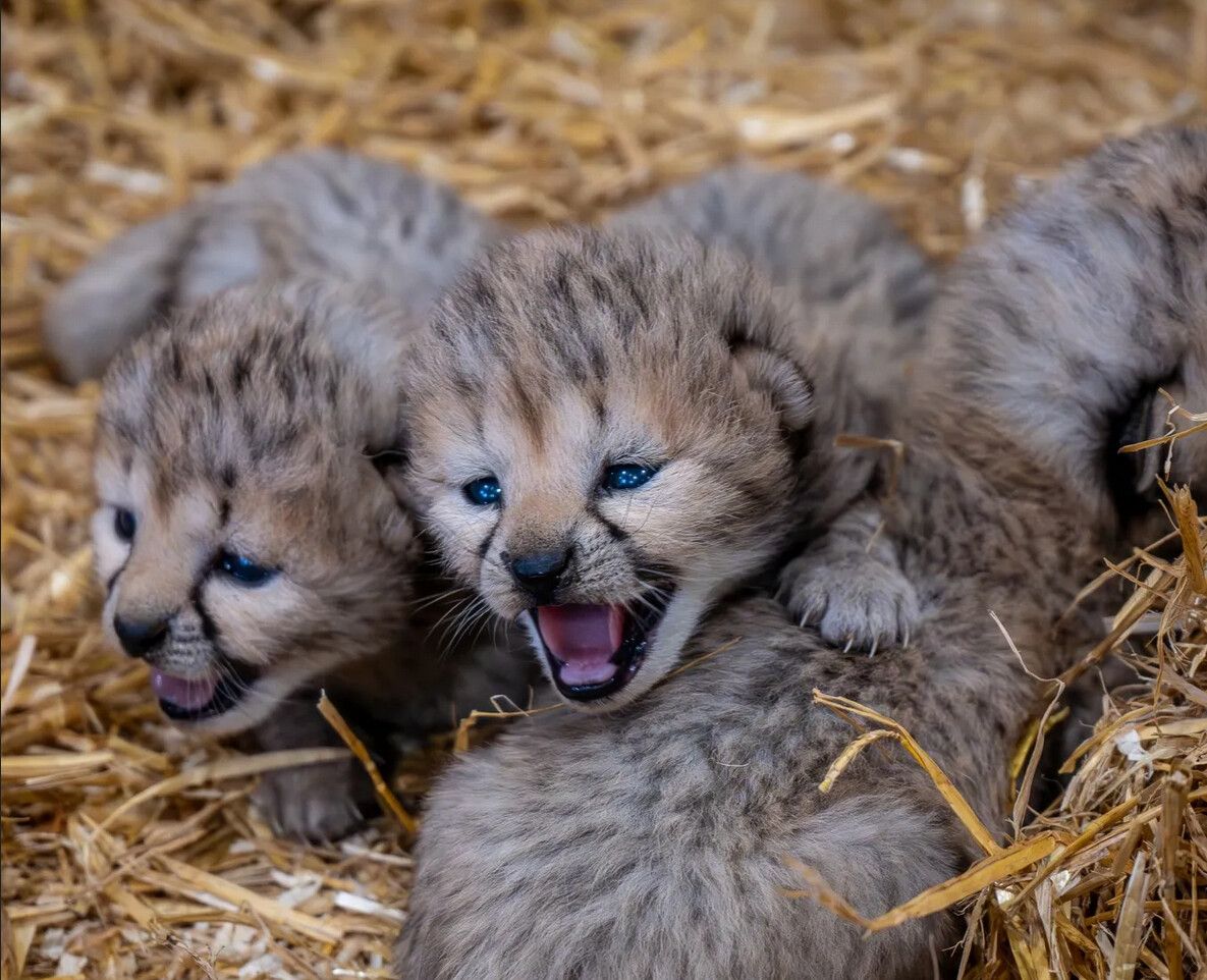 Vier kleine Geparden