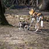 Wirbelwind auf Pfoten
