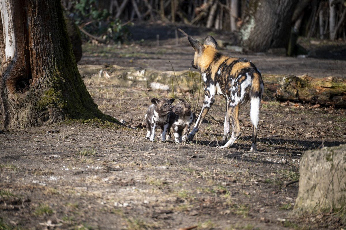 Wirbelwind auf Pfoten
