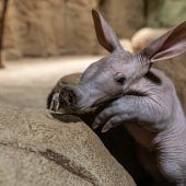 Besonderes Ferkelchen