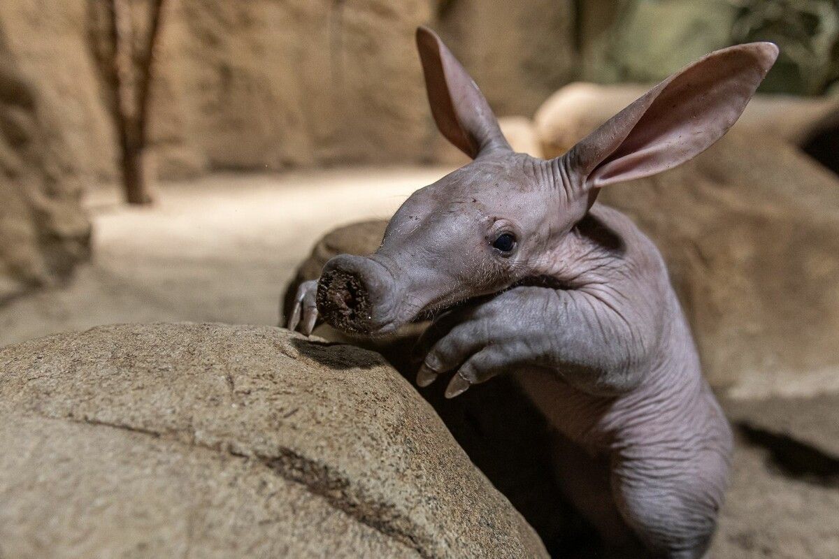 Besonderes Ferkelchen