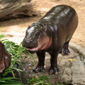 Hippo feiert Geburtstag