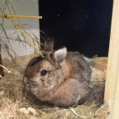 Krümel sucht einen Herzensmenschen