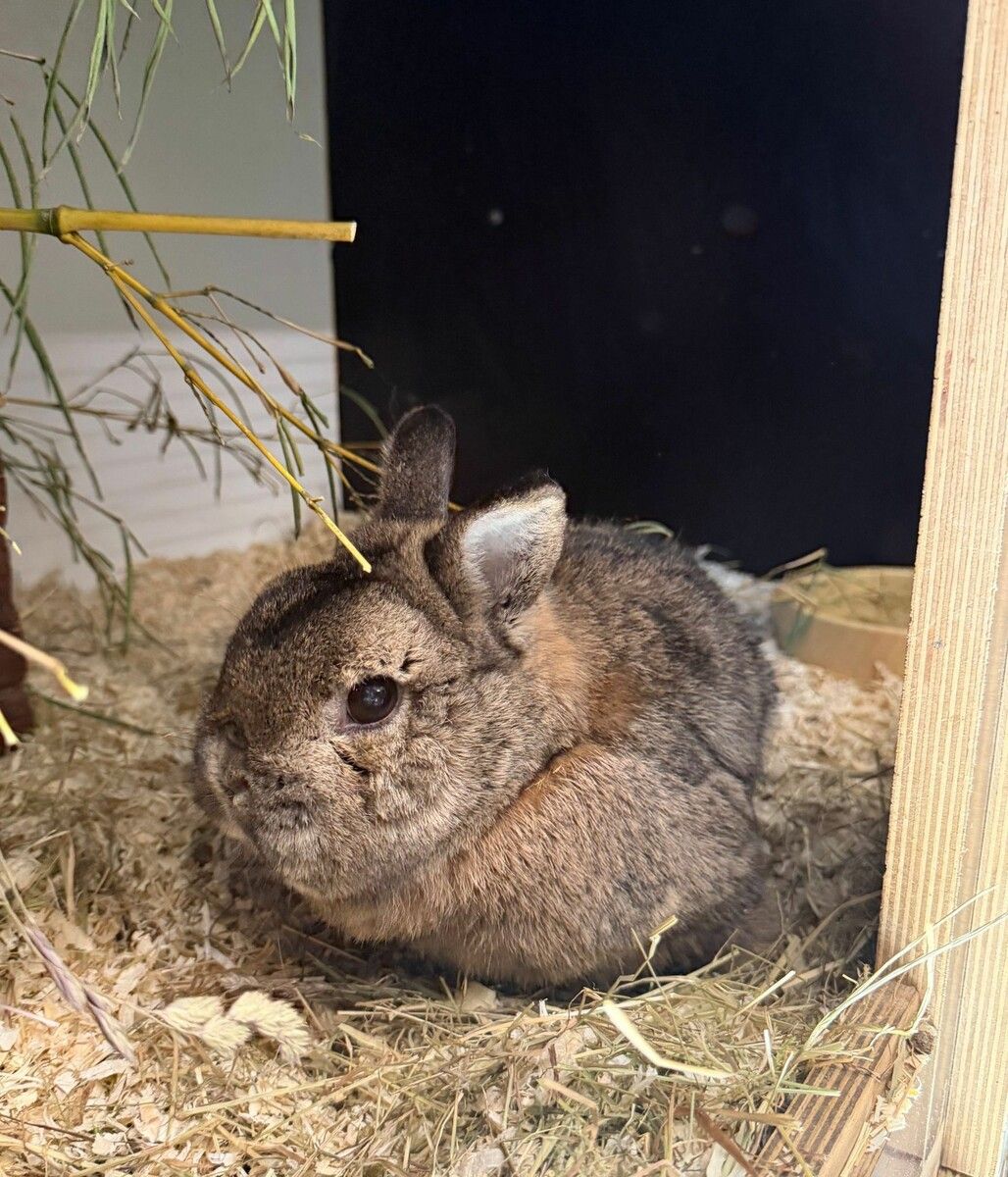 Krümel sucht einen Herzensmenschen