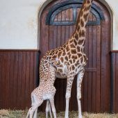 Hoffnung für Giraffen
