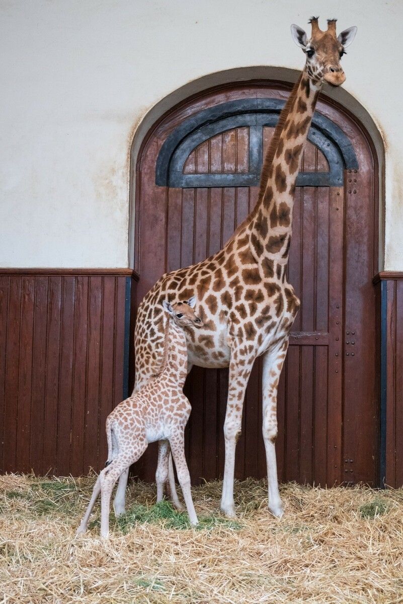 Hoffnung für Giraffen