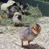 Kükenzeit bei Abendführung