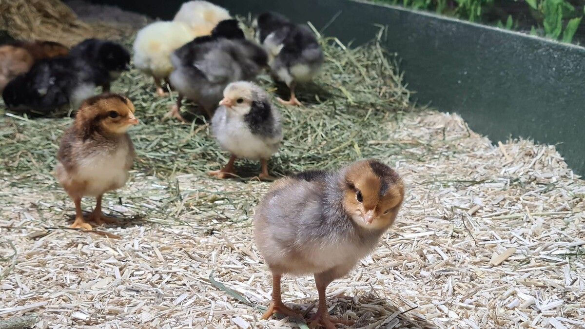 Kükenzeit bei Abendführung