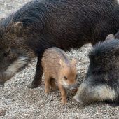 Kleines Pekari