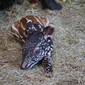 Kräftiges Tapirbaby