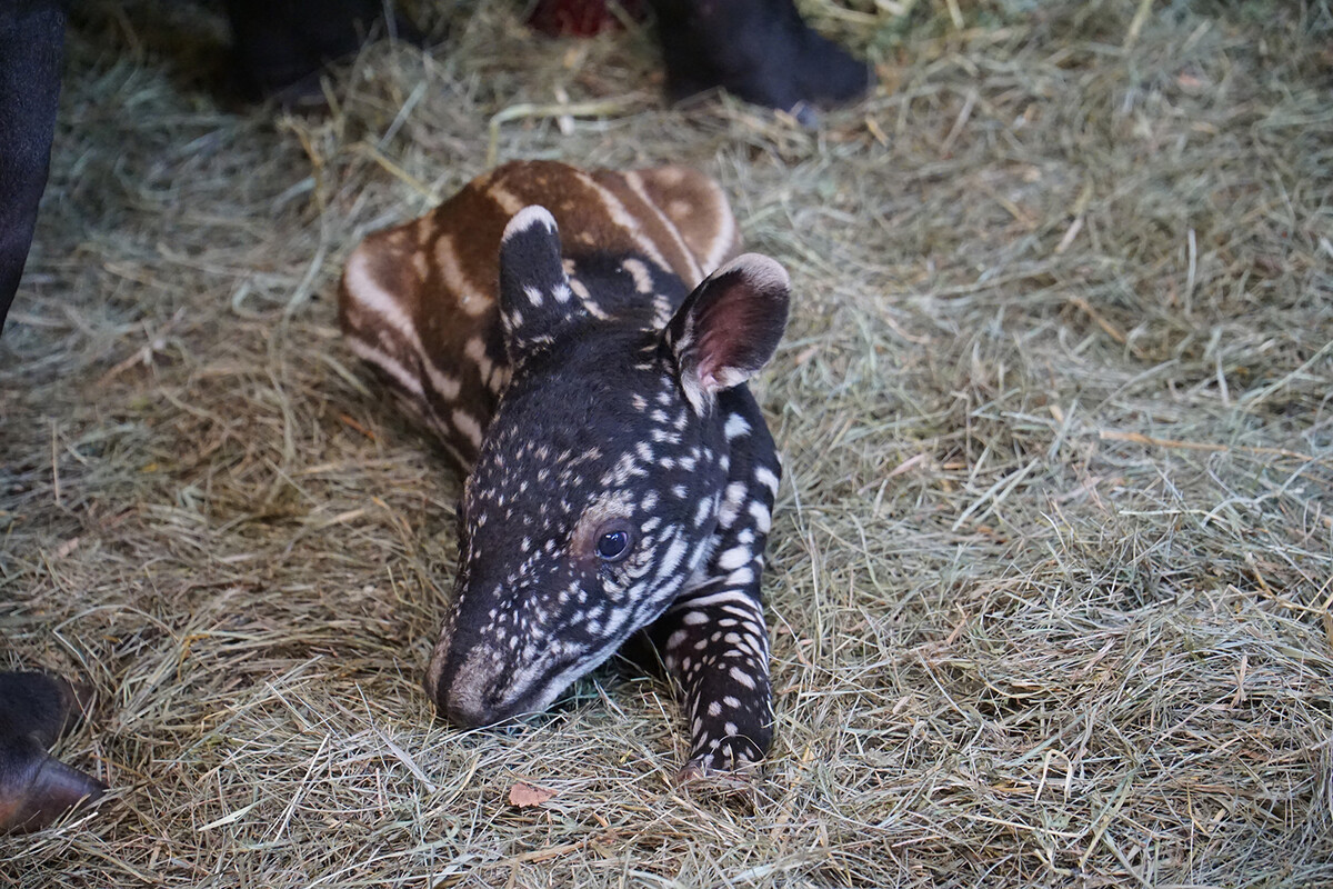 Kräftiges Tapirbaby