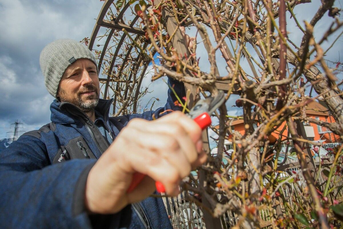 Hobbygärtner sollten empfindliche Pflanzen in den kommenden Tagen besonders gut schützen, sagt Alexander Angeloff. ⇒VN/Steurer