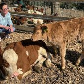 Kuhhebamme Julia und ihr Katzen-Team