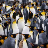 Königspinguine profitieren von der Erderwärmung – zumindest vorerst