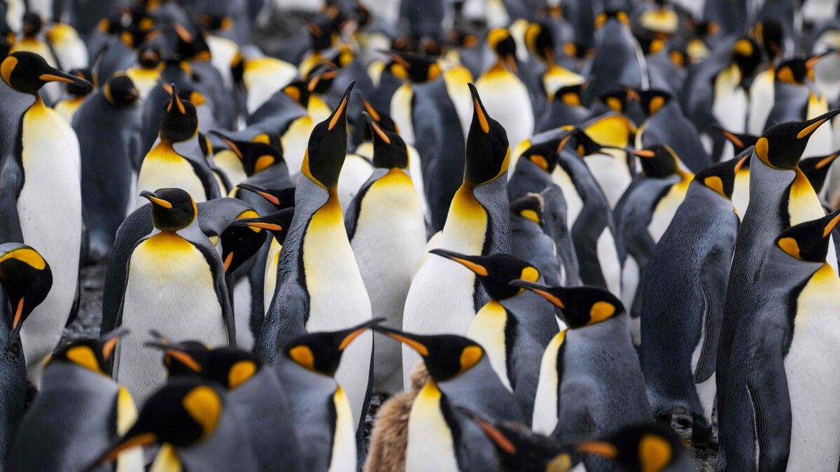 Königspinguine haben sich laut einer Studie an die Klimaveränderungen angepasst.⇒AFP
