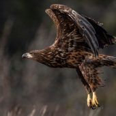Ältester Seeadler Österreichs gesichtet