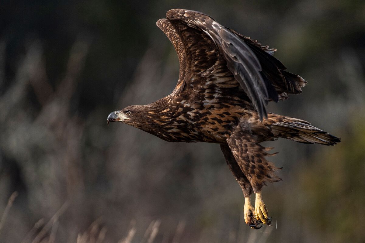 Laut WWF leben in Österreich derzeit rund 90 Seeadler-Paare.⇒Apa/wwf/jennersten