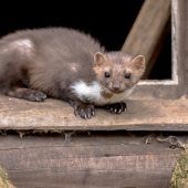 Wenn der Specht anklopft oder der Marder einzieht