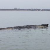 Buckelwal schwimmt sich erst frei –  und sitzt nun erneut auf Grund